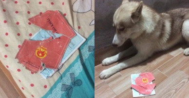 Sen chỉ còn nước khóc ròng khi boss nổi hứng xé tan sổ hộ khẩu