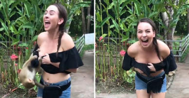Nữ du khách lộ vòng một vì khỉ kéo tuột áo tại Thái Lan