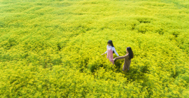 Cách đi đến cánh đồng hoa thì là đang gây sốt ở Ninh Thuận