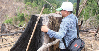 Kỷ luật nhiều cán bộ kiểm lâm liên quan vụ phá rừng phòng hộ Tiên Lãnh
