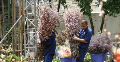 Hàng trăm công nhân tất bật chuẩn bị cho Lễ hội hoa anh đào tại Hà Nội