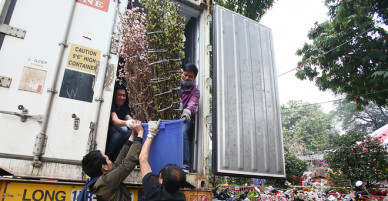 Hoa anh đào được bảo vệ trong xe container chờ khai mạc lễ hội - VnExpress