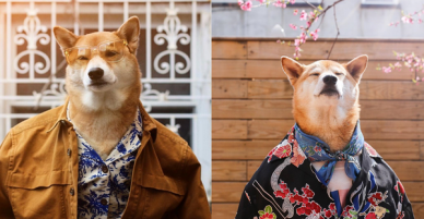 Chú chó Shiba là gương mặt đại diện cho nhiều hãng thời trang lớn, kiếm hơn 300 triệu mỗi tháng