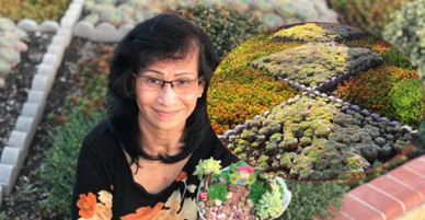 Mẹ Việt phủ kín khu vườn ở Mỹ bằng chục nghìn cây sen đá