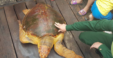 Ngư dân từ chối bán rùa biển giá 10 triệu đồng, đem thả về tự nhiên