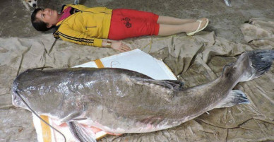 Cần thủ Đắk Lắk câu được cá Lăng đuôi đỏ siêu khủng nặng gần 1 tạ
