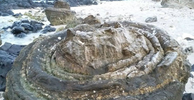 Phát hiện nghĩa địa hóa thạch 5.000 năm ở Lý Sơn