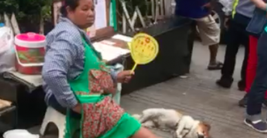 Chú chó sướng nhất mùa hè: cứ việc ngủ thôi còn quạt mát đã có chủ lo!