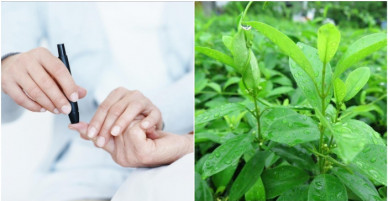 Nghiên cứu quốc tế công bố 9 hoạt chất mới trong dây thìa canh Việt Nam giúp điều trị bệnh tiểu đường