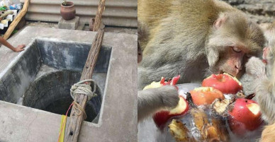 Khỉ hoang “bắt cóc” trẻ sơ sinh rồi thả xuống giếng