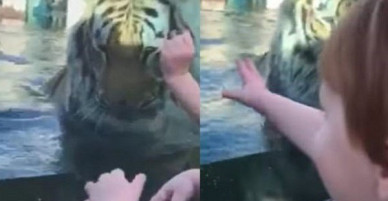 Clip: Hổ điên cuồng tấn công trẻ em qua tấm kính chắn