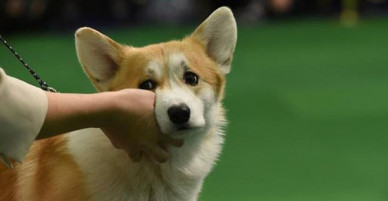 Hàn Quốc: Người đàn ông giết thịt chú chó Corgi nhà hàng xóm rồi mời chính chủ nhân không hay biết sang ăn