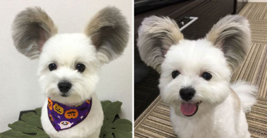 Con chó nổi tiếng nhờ có đôi tai giống chuột Mickey