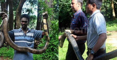 Bí ẩn vùng đất của bầy hổ mang chúa khổng lồ