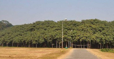 Mục sở thị cây đa lớn nhất thế giới, nhìn xa cứ ngỡ khu rừng
