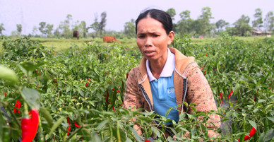 Người trồng ớt nguy cơ trắng tay vì doanh nghiệp hứa suông