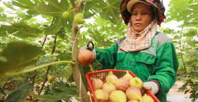 Trang trại sung Mỹ thu hoạch hàng trăm ký mỗi ngày ở Đồng Nai