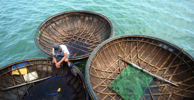 Ngư dân Quảng Nam câu mực thu hơn 5 tỷ đồng