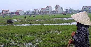 Thanh Hóa yêu cầu xã trả lại phí đồng cỏ chăn nuôi trâu bò cho dân
