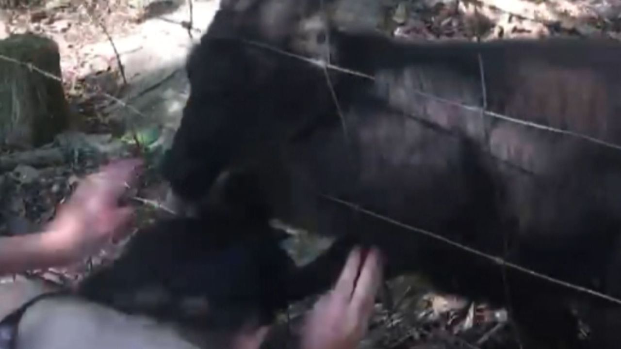 chuột túi, Kangaroo, tấn công, dã man, kinh sợ, Alabama, bé gái, tin8