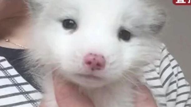 nuôi chó, chó, cáo, tin8, Trung Quốc