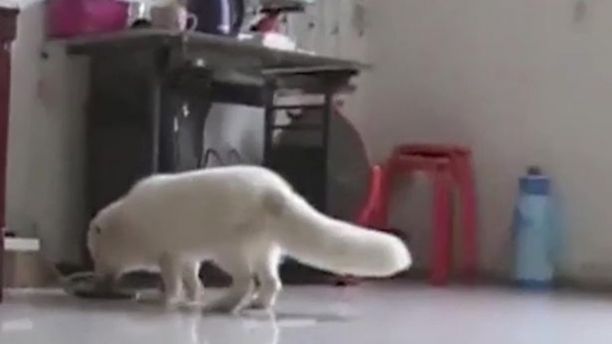 nuôi chó, chó, cáo, tin8, Trung Quốc