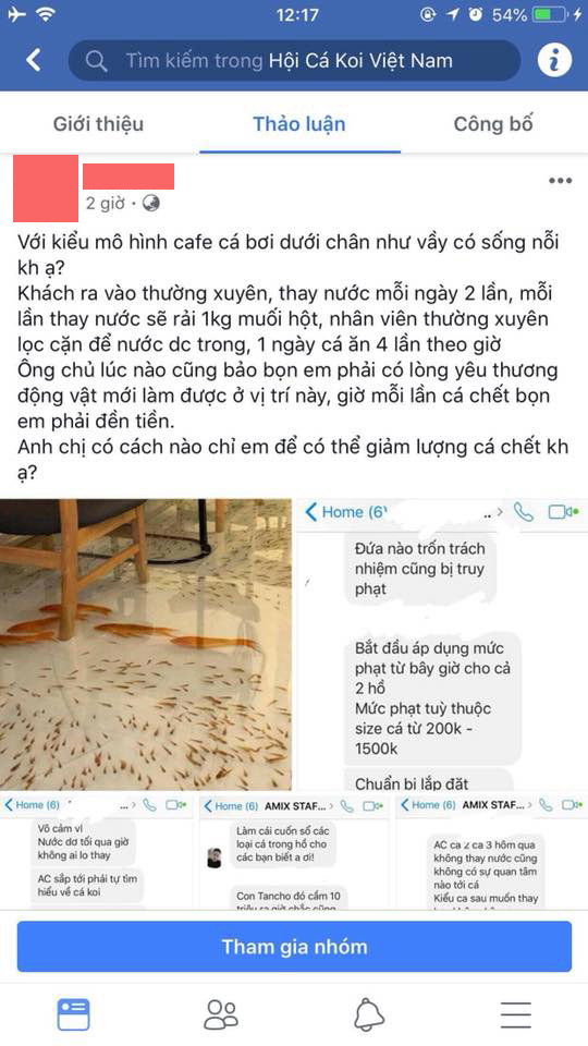 tin8, cá chết, cà phê cá bơi dưới chân